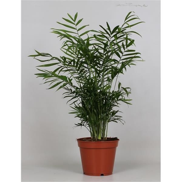 CHAMAEDOREA ELEGANS