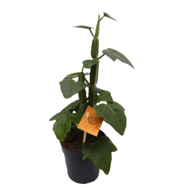 CISSUS QUADRANGULARIS