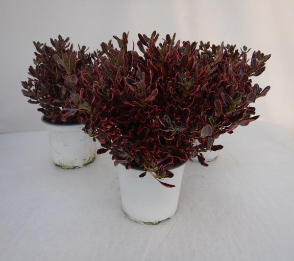 COPROSMA RED