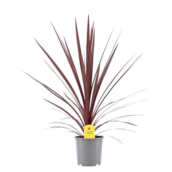 CORDYLINE AUSTRALIS RED STAR