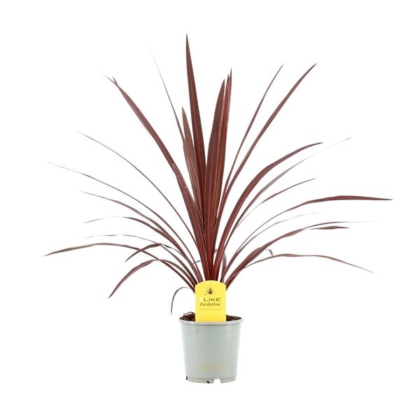 CORDYLINE AUSTRALIS RED STAR