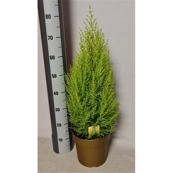 CUPRESSUS GOLDCREST WILMA