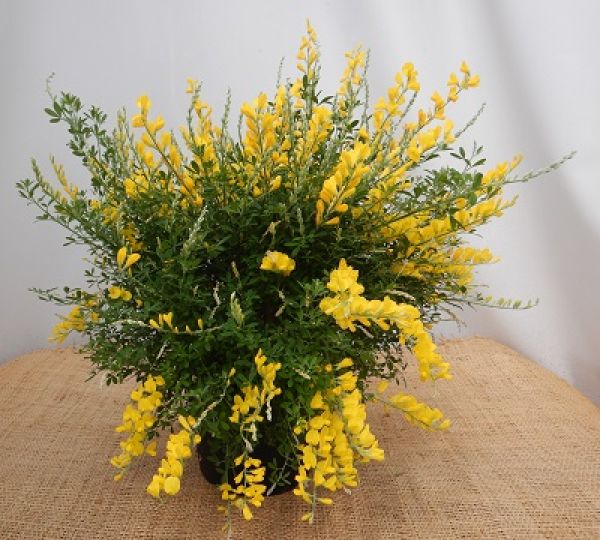 CYTISUS RACEMOSUS