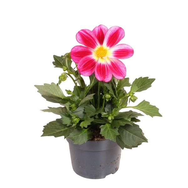 DAHLIA SUMMERBEES
