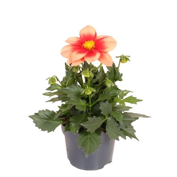 DAHLIA SUMMERBEES