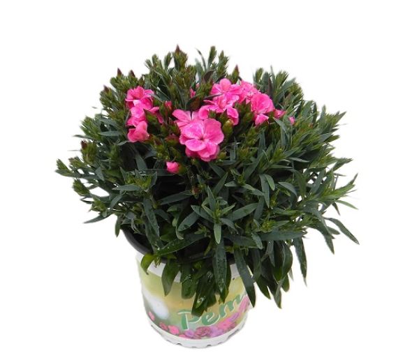 DIANTHUS CARYOPH. PEMAN