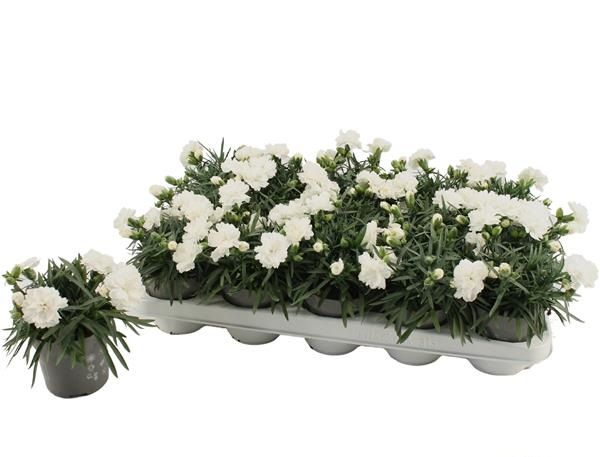 DIANTHUS DINAH WHITE