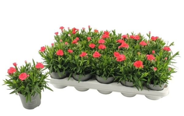 DIANTHUS OSCAR LIGHT RED