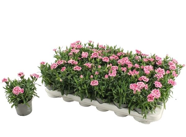 DIANTHUS OSCAR PINK/PURPLE