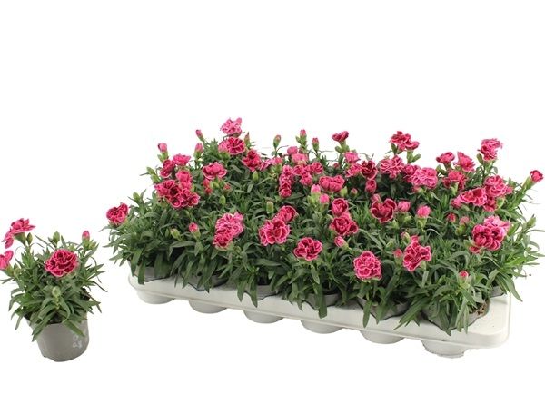 DIANTHUS OSCAR PURPLE