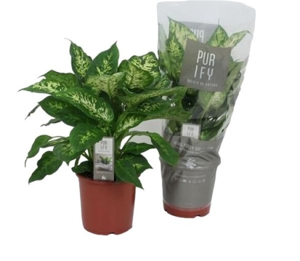 DIEFFENBACHIA COMPACTA