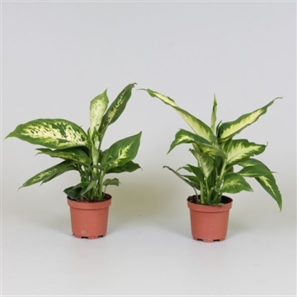 DIEFFENBACHIA MIX