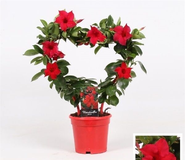 DIPLADENIA SUN. COEUR