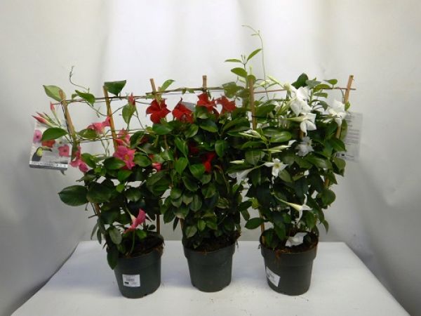 DIPLADENIA SUN. ESPALIER