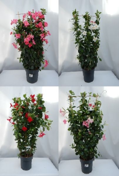 DIPLADENIA SUN. ESPALIER