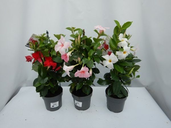 DIPLADENIA SUN. PYRAMIDE