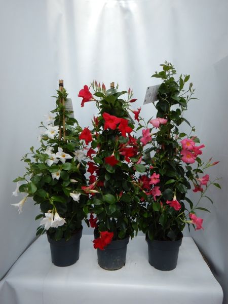 DIPLADENIA SUN. PYRAMIDE