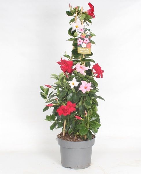 DIPLADENIA SUN. PYRAMIDE