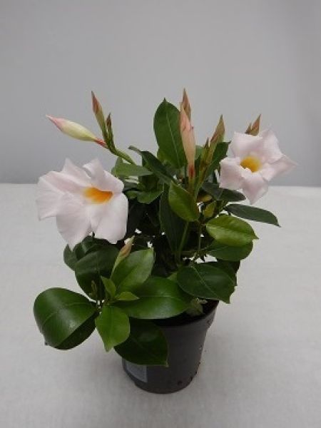 DIPLADENIA SUN. TOUFFE