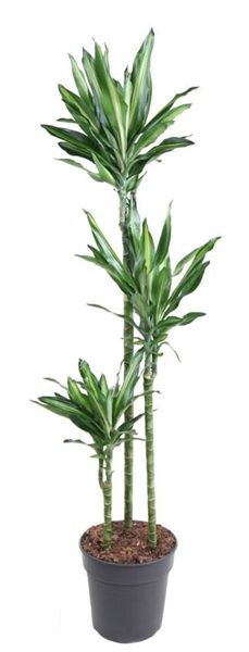 DRACAENA FRAGRANS CINTHO