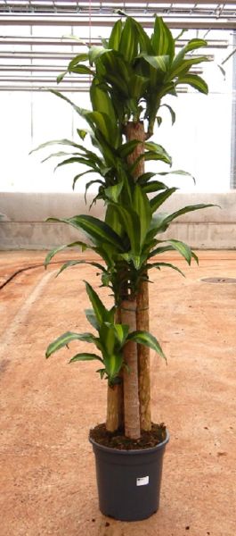 DRACAENA MASSANGEANA