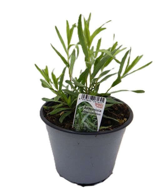 ESTRAGON /ARTEMISIA DRACUNCULUS