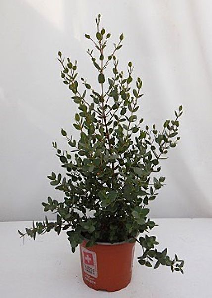 EUCALYPTUS COCCIFERA