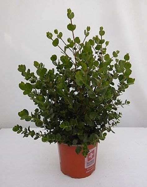 EUCALYPTUS SUBCRENULATA