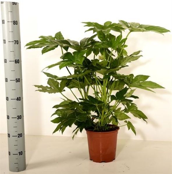 FATSIA JAPONICA