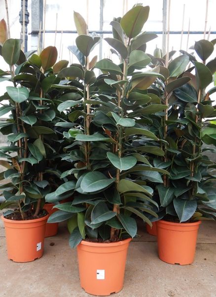 FICUS ELASTICA ROBUSTA