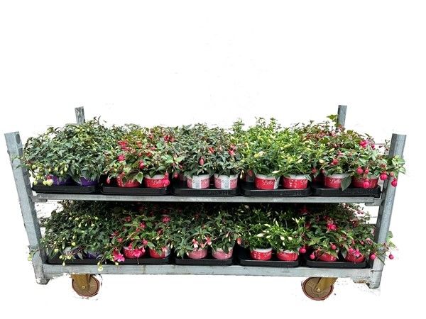 FUCHSIA BELLA SUSPENSION