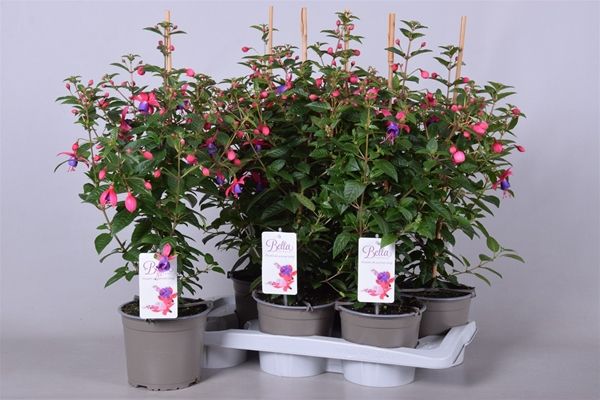 FUCHSIA PYRAMIDE
