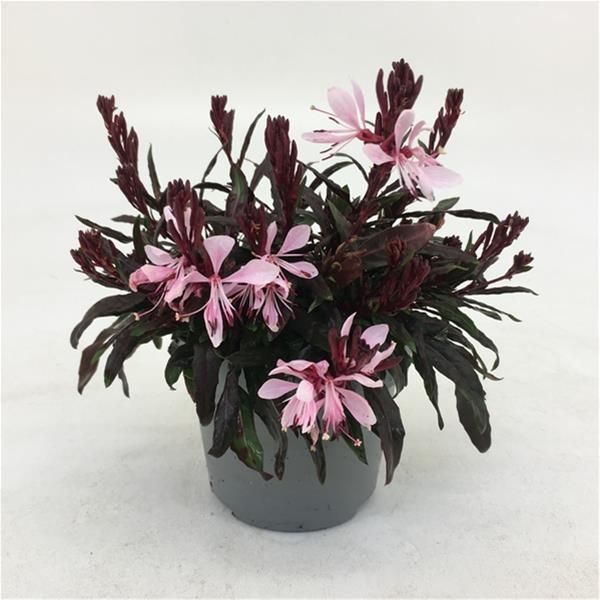 GAURA LINDHEIMERI