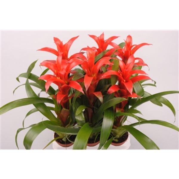 GUZMANIA ALLURA