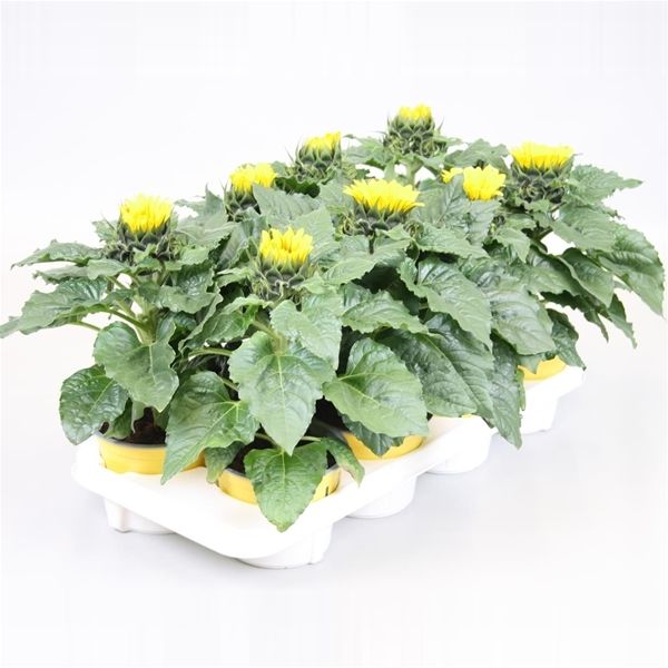 HELIANTHUS SUNSATION