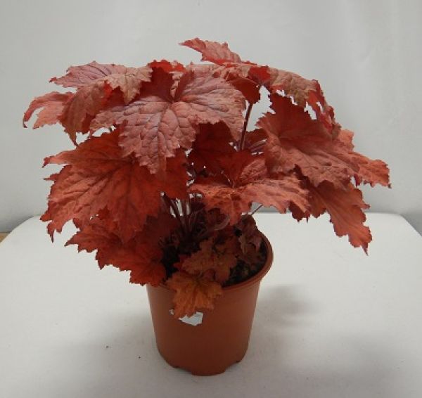 HEUCHERA BLOODY DINOSAUR