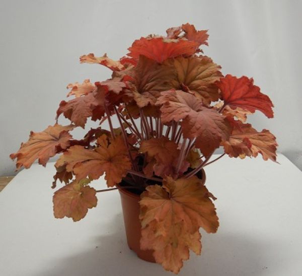 HEUCHERA REGA CARAMEL