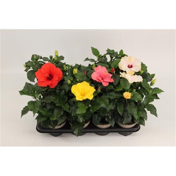 HIBISCUS ROSA-SINENSIS