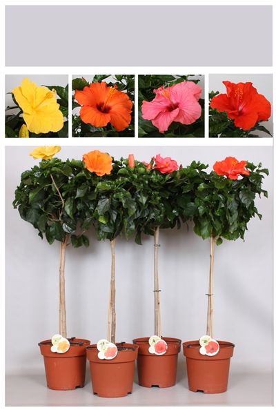 HIBISCUS ROSA-SINENSIS TIGE