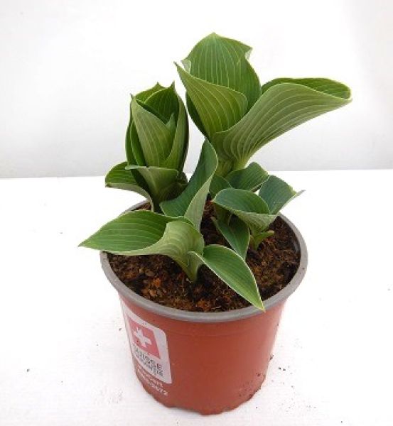 HOSTA ELEGANS
