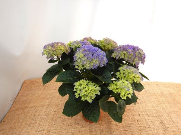 HYDRANGEA MACROPHYLLA