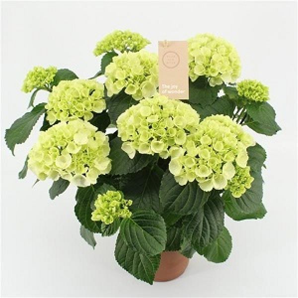 HYDRANGEA MACROPHYLLA