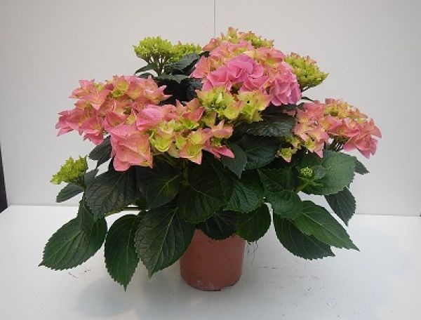 HYDRANGEA MACROPHYLLA