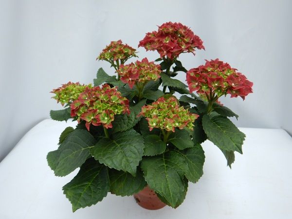 HYDRANGEA MACROPHYLLA