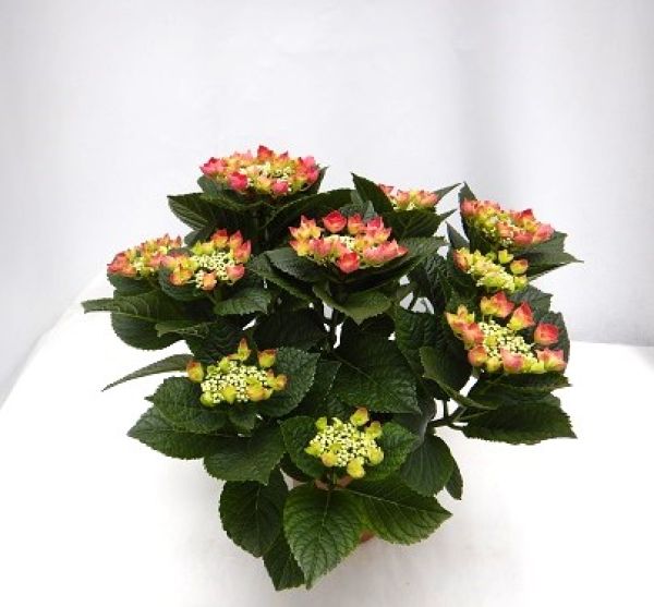 HYDRANGEA MACROPHYLLA