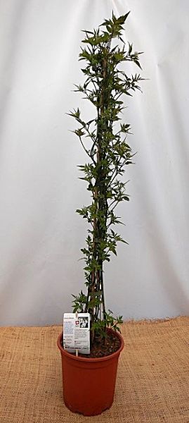 JASMINUM OFFICINALIS