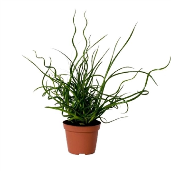 JUNCUS SPIRALIS