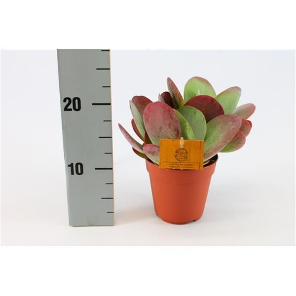 KALANCHOE THYRSIFLORA