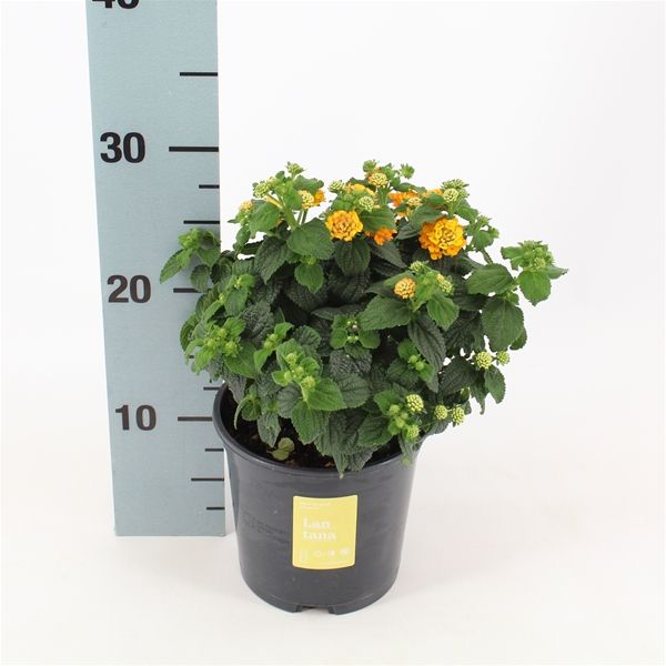 LANTANA CAMARA TOUFFE