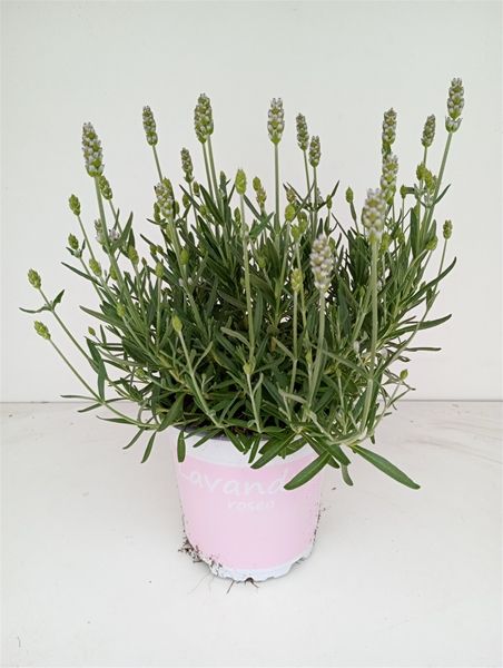 LAVANDULA ANGUSTIFOLIA